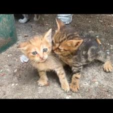 😂🐾 Little Cat Fight! The Cutest Wrestling and Chasing Game