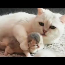 Beautiful Kittens With Their Mom Cat