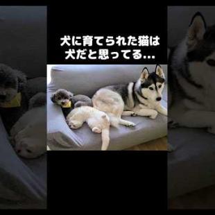 自分が犬だと思ってる猫がかわいい...笑#shorts