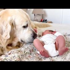 Golden Retriever Babysits Newborn Baby