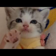 Overly Cute Kitten Waving His Tiny Paws
