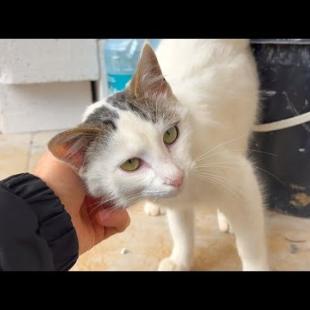 The beautiful white cat in my backyard comes to me to be petted