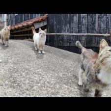 猫の関所に遭遇！「ナデナデしないと通れませんニャ」って本当！？