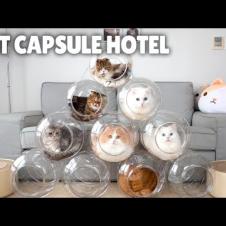 Cat Capsule Hotel | Kittisaurus