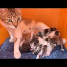 Adorable Mother Cat and her kittens will warm your heart