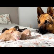 German Shepherd and Newborn Kittens