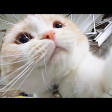 病院から帰った猫の様子がおかしいです文句が止まりません