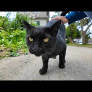 黒ヒョウみたいな猫がこっちに歩いてきた
