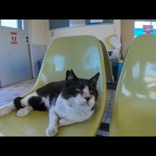 猫島のフェリー待合室が猫たちのくつろぎスポットだった件