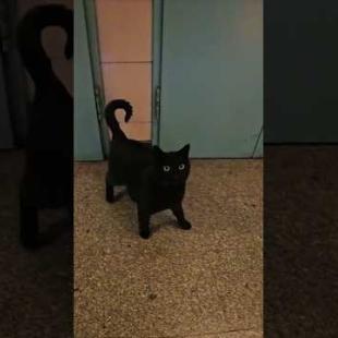 この駅いったい猫何匹住んでるの?