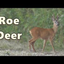 Roe Deer in The Field Behind My House