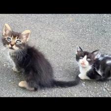 Long-furred mother cat with a heart of gold mothers orphaned kittens