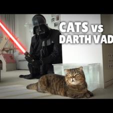 Cats vs Darth Vader