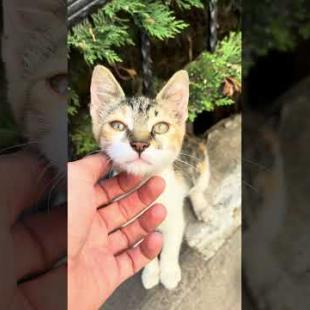 Cute kitten waiting for me, meow #shorts #kitten #cute #animals #cat #kitten #animals #cats #mother