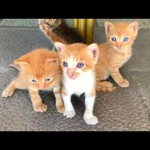 😿 Little Kittens Played, Now Looking for Mother... You Will Be Emotional While Watching