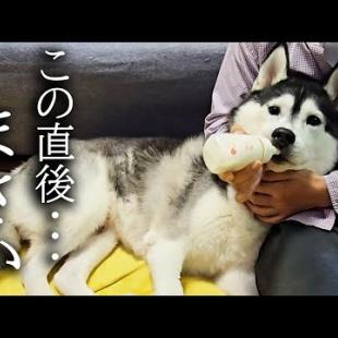 大手術後で弱ってるのでミルクをあげてみたら...