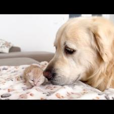 Golden Retriever Reacts to Tiny Kitten that opened its eyes for the First Time!