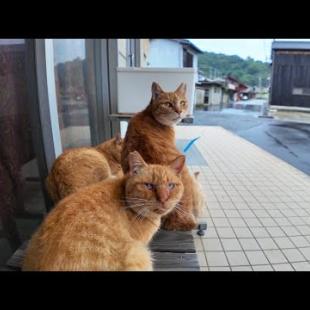 猫島を散策していると雨が降り出したので軒先で猫と一緒に雨宿り