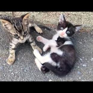 Meet these kittens! Life on the street is tough, but play is a must!