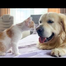 Golden Retriever and Kitten Friendship