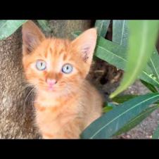 Cute kittens talking in a purring manner