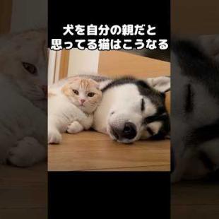 犬を自分の親だと思ってる猫はこうなる...笑#shorts #cat