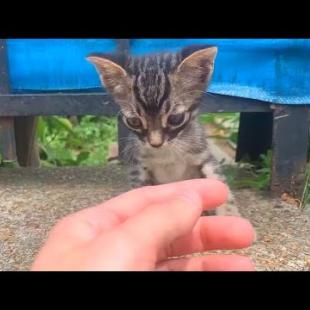 I make friends with cute, timid kittens the size of my palm