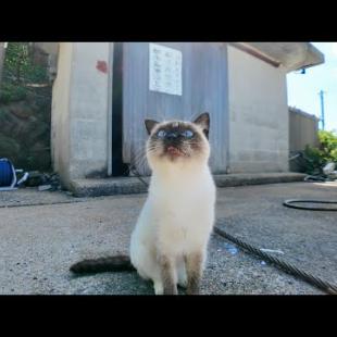 猫島の漁港でナデナデしてたら…フェリー乗り場から猫たちがゾロゾロ集まってきて囲まれた🐾💖