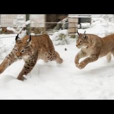 РЫСИ И ПЕРВЫЙ СНЕГ / Пума играет с бутылкой/ Мейн-куны вдвоем выращивают котят / Бобр гуляет по дому