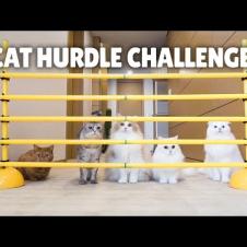 Cat Hurdle Challenge! Can My Cats Make the Jump? | Kittisaurus
