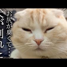 うんち直後の猫のお尻の匂いを嗅いだら強烈すぎて大変なことに...