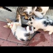 Naughty Kitten Chasing His Tail! 😻 His Mother and Sister Go Crazy!