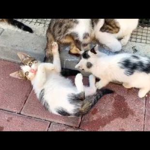 Naughty Kitten Chasing His Tail! 😻 His Mother and Sister Go Crazy!