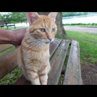 公園のベンチに野良猫が寝ていたので隣に座ってナデナデしてきた