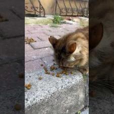 😻 😻 Tabby cats are eating food slowly #shorts #cat #catvideos #animals #cute