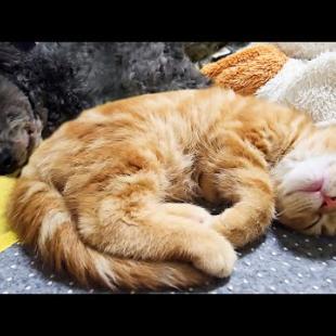 深夜にこっそり帰宅したら犬が子猫を寝かしつけてた...