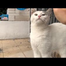 Waiting to be petted, a street cat named Pamuk stretches her thin white furred neck like a swan