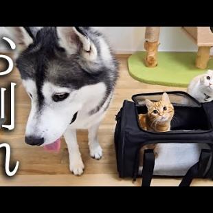 子猫の手術の為病院に向かいます...