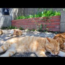 茶トラ猫小学校の生徒たち、放課後は校門前の木陰でゴロゴロ過ごします