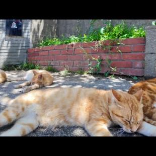 茶トラ猫小学校の生徒たち、放課後は校門前の木陰でゴロゴロ過ごします