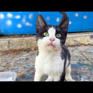 Homeless kittens wait for me every day