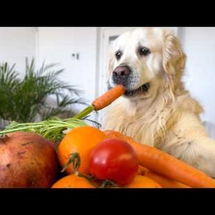 WHAT Happens When You Leave Your Dog Home Alone