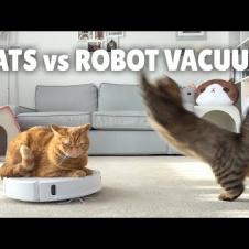 Cats vs Robot Vacuum