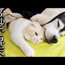 こたつを出したら寒がりな猫と犬が秒でこうなってた...