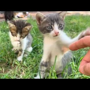 Poor, innocent kittens, they just need love, they won't leave my side