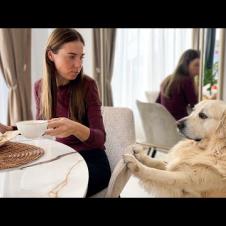 My Cute Dog asks to share breakfast with him