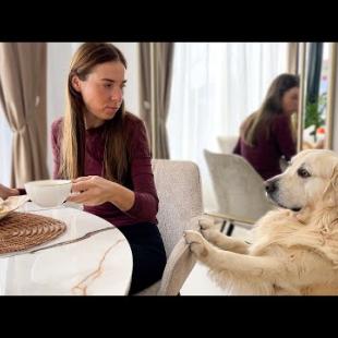 My Cute Dog asks to share breakfast with him