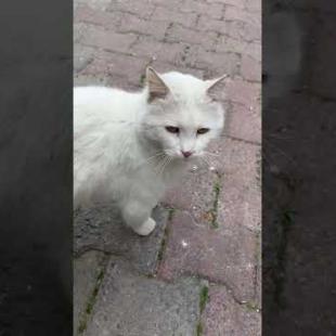 White fluffy cat is my new friend #shorts #catshorts #cat #cats #kitten #cutecat #cute #catlover