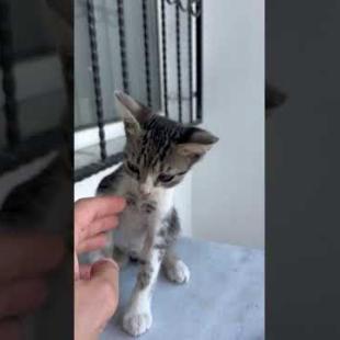😻💕 Kitten Saying “Love Me!” – Will Melt Your Heart 🐾#shorts #kitten #cat #catlove #cute #animals