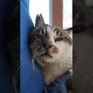 猫島の神社で休憩していたら猫がトコトコ歩いてきて膝の上に乗ってきた